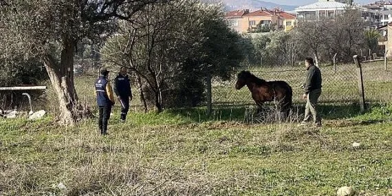 Kemalpaşa’da vatandaşlar tarafından yaralı halde bulunan Yılkı Atı, tedavi edilerek doğal yaşama salındı haberi