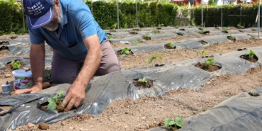 Konya’da başvurular 15 Ocak'ta başlıyor haberi