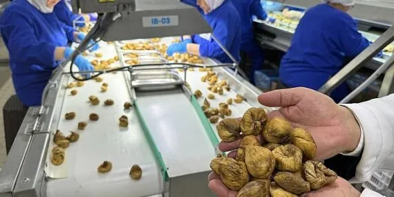 Kuru incirin ortalama ihraç fiyatı 6 bin doları aştı haberi