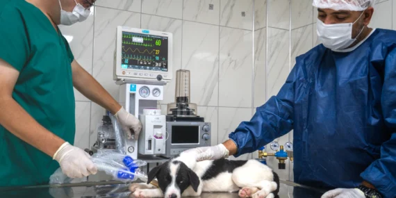 Malatya'da hayvan hastanesi hizmete girdi haberi