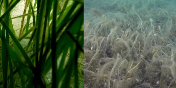 Marmara'daki müsilaj pinaları etkilemeye başladı haberi