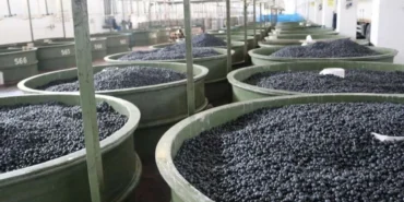 Marmarabirlik’ten zeytinci ortağa 5'inci  dilim ödeme... 200 milyon TL daha hesaplara yatıyor