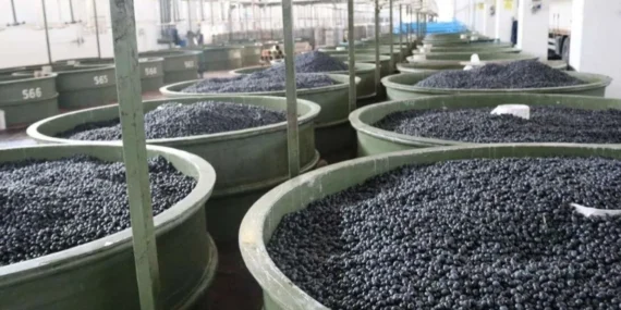 Marmarabirlik’ten zeytinci ortağa 5'inci  dilim ödeme… 200 milyon TL daha hesaplara yatıyor