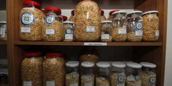 Muğla’nın tohumları Türkiye’nin topraklarıyla buluşuyor haberi