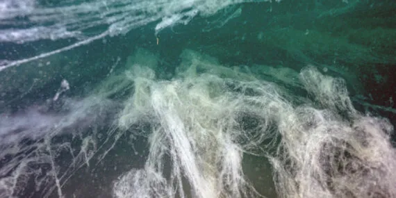 Müsilaj yoğunlaşarak sürüyor! haberi