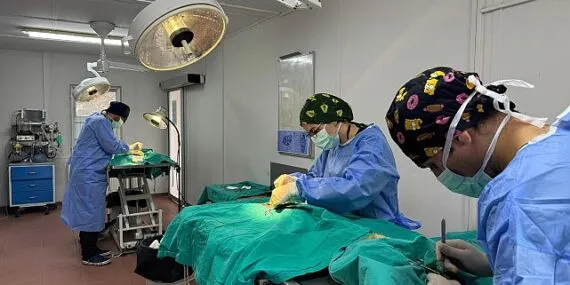 Osmangazi’de ayda ortalama 200 kedi kısırlaştırılıyor haberi