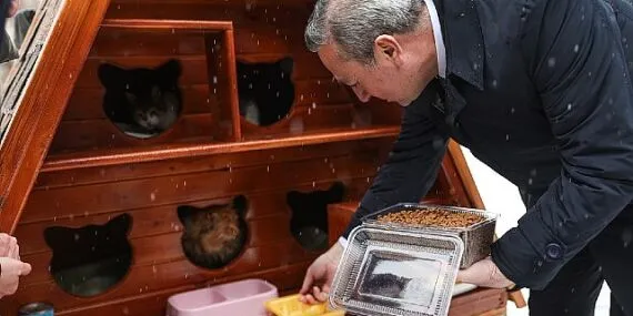 Sivas Belediyesi'nden Kış Günlerinde Kediler İçin Sıcak Yuva haberi