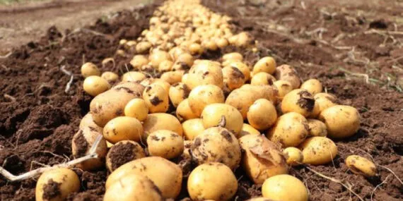 Üretici market fiyat farklılıklarında beyaz lahana ve mandalina lider! haberi