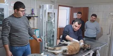 Yaralı bulunan dağ keçisi tedaviye alındı haberi