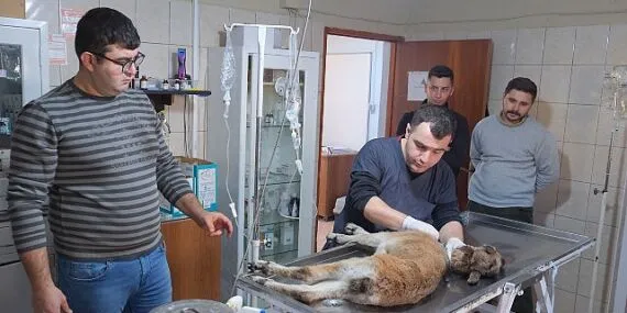 Yaralı bulunan dağ keçisi tedaviye alındı haberi