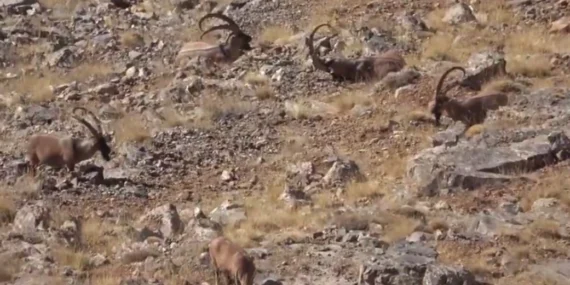 Yasadışı avcılık cezasız kalmadı! haberi