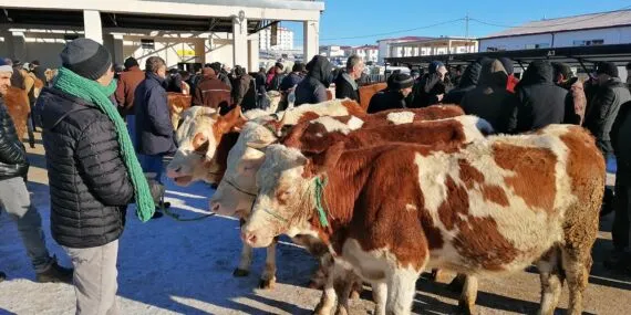 Bayburt Canlı Hayvan Pazarı Bir Ay Sonra Yeniden Açıldı Haberi