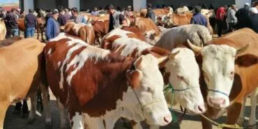 Bayburt'ta Şap Alarmı Sona Erdi, Karantina Kalktı! Haberi