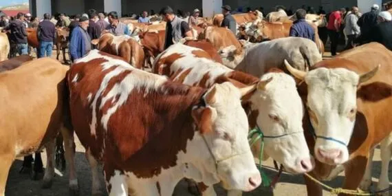 Bayburt’ta Şap Alarmı Sona Erdi, Karantina Kalktı! Haberi
