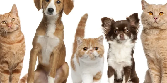 Belediyeler, bütçelerinden zorunlu pay ayıracak haberi