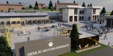 Bursa Gemlik Belediyesi patili dostlara sahip çıkıyor haberi