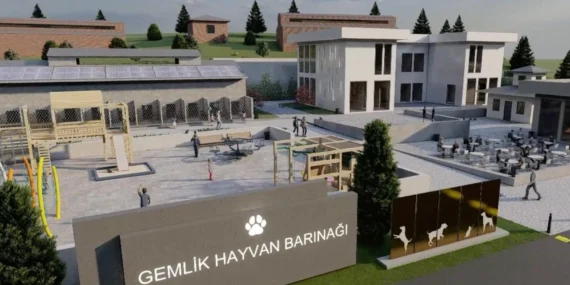 Bursa Gemlik Belediyesi patili dostlara sahip çıkıyor haberi