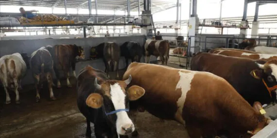 Bursa İnegöl'de Hayvan Pazarı bu hafta kurulacak haberi