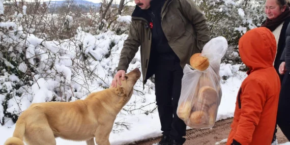 Bursa Yenişehir'de yaban hayatına 'kış'desteği! haberi