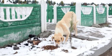 Büyükşehir soğuk kış gününde sokak hayvanlarını unutmadı haberi
