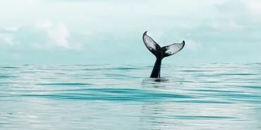 DeepSeek temalı dolandırıcılıklara dikkat haberi