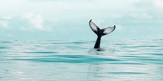 DeepSeek temalı dolandırıcılıklara dikkat haberi