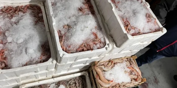 Enez’de hamsi avcılığına sıkı denetim haberi