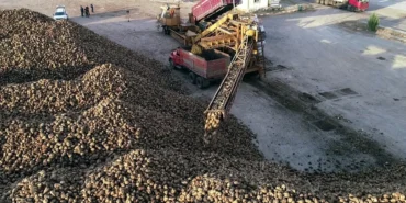 Erzurum ve Erzincan'da pancar hasadı tamamlandı haberi