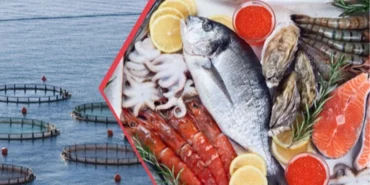 İhracatta levrek ve çipura ilk sırada haberi