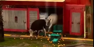 İstanbul Şile'de ineklerin görüntüleri 'Şok' etti! haberi