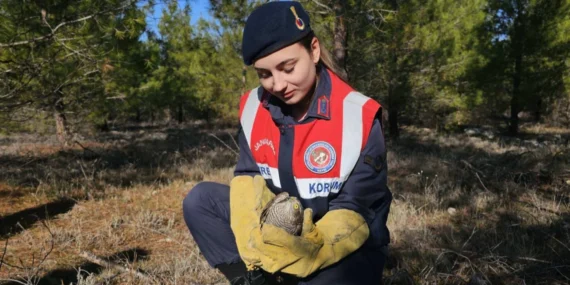 Jandarma ekipleri yaralı atmacayı koruma altına alındı haberi