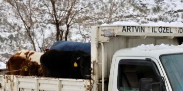 Kar kütlesi ahırın çatısını çökertti! 9 büyükbaş hayvan kurtarıldı! haberi