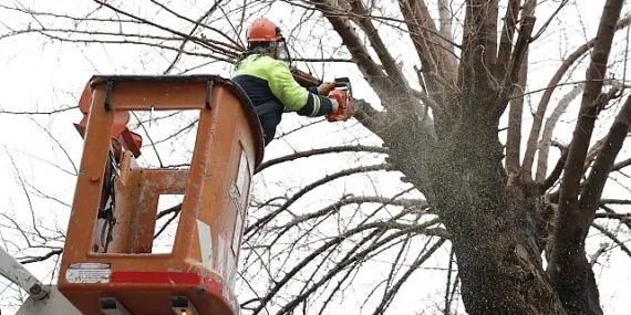 Konak’ta budanan ağaçlar yürekleri ısıtıyor haberi