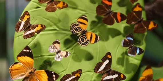 Konya Tropikal Kelebek Bahçesi, Google'ın zirvesinde! haberi
