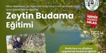 Milas Belediyesi Çiftçilere Uygulamalı Zeytin Budama Eğitimi Verecek haberi