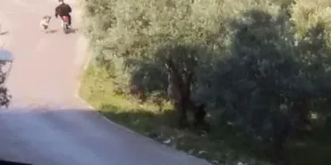 Mudanya'da başıboş köpeklerin 'sürü' tedirginliği! haberi