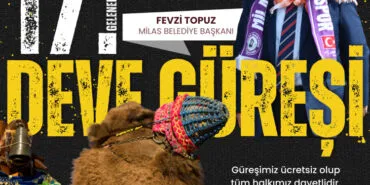 Muğla Milas'ta deve güreşi festivali düzenlenecek haberi