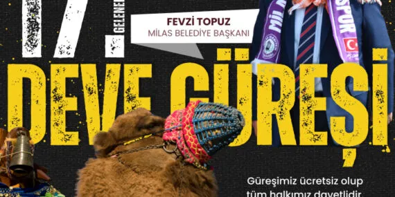 Muğla Milas'ta deve güreşi festivali düzenlenecek haberi