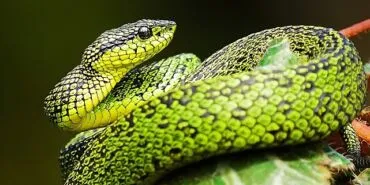 National Geographic NOW Seç-İzle Servisi’nin Mart Ayı Teması ‘Yılanlar’... haberi