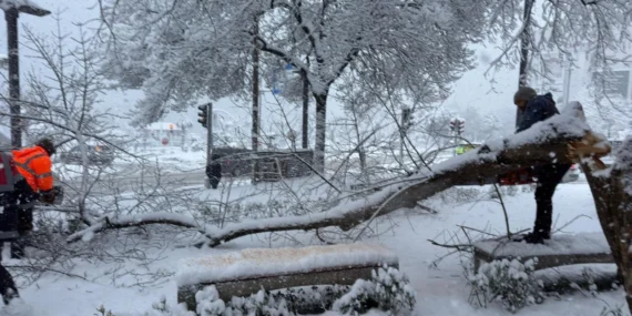 Ordu’da şiddetli kar, ağaçlara zarar verdi haberi