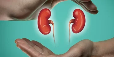 Sakarya’da böbrek sağlığı anlatılacak haberi