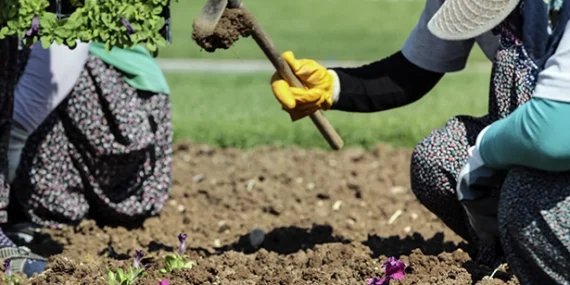 Şehir peyzajcılarına standart geliyor… 81 ilin bitki rehberi hazırlanıyor haberi