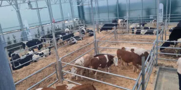 Trakya’nın ilk sütçü mezatı büyük ilgi gördü haberi