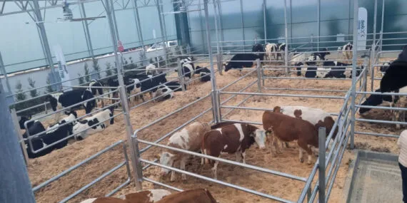 Trakya’nın ilk sütçü mezatı büyük ilgi gördü haberi