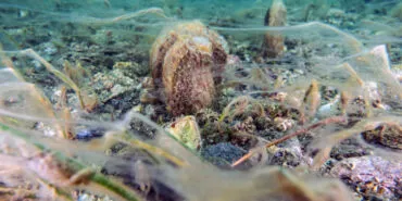 Türkiye gündemi değişse de Marmara'da gündem aynı! 4 aydır Marmara'nın gündemi müsilaj haberi