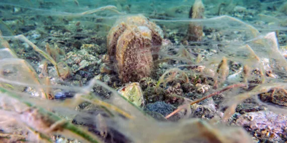 Türkiye gündemi değişse de Marmara'da gündem aynı! 4 aydır Marmara'nın gündemi müsilaj haberi