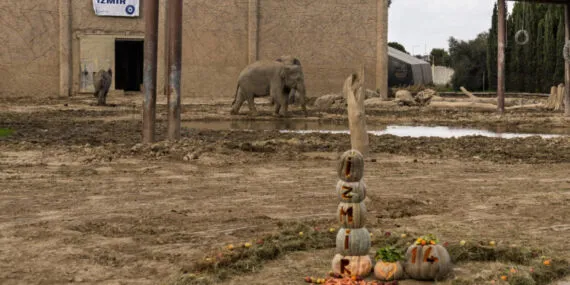 Türkiye’de doğan ilk fil İzmir 14 yaşında… 'Fil'e bal kabaklı yaş günü! haberi