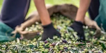 Zeytin ve zeytinyağı sektöründe verimlilik artıracak Avrupa Birliği Projesi haberi