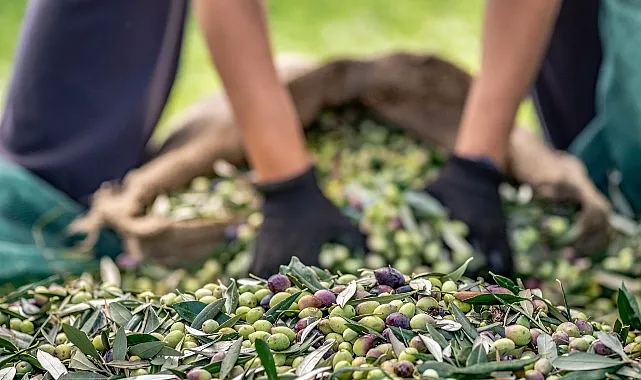 Zeytin ve zeytinyağı sektöründe verimlilik artıracak Avrupa Birliği Projesi haberi