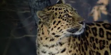 ‘Nadir Kedi Yetenekleri’ 9 Şubat Pazar Günü 20.00’de National Geographic WILD Ekranlarında! haberi